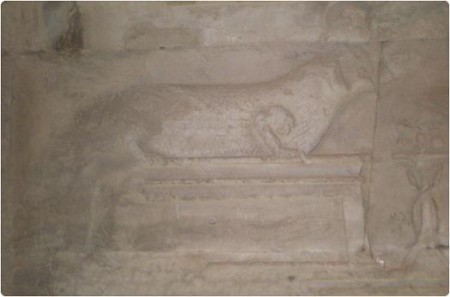 crocodile