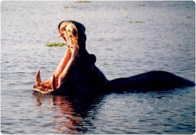 hippopotame