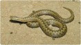 /album/galerie-photos/serpents-jpg1/