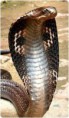 /album/galerie-photos/cobra-jpg/