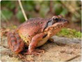 /album/galerie-photos/grenouilles-jpg/