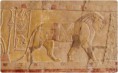 /album/galerie-photos/lions-jpg/