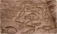 /album/galerie-photos/poissons-jpg/
